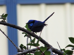 Malurus splendens splendens