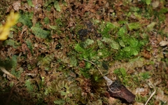 Calypogeia integristipula