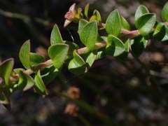 Platysace lanceolata