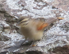 Emberiza capensis capensis