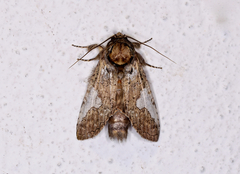 Rifargia apella