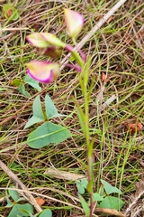 Polygala bracteolata