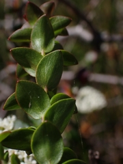 Platysace lanceolata