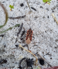 Spilostethus crudelis