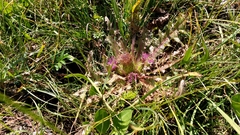 Cirsium acaule esculentum