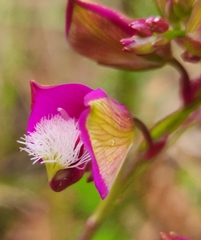 Polygala bracteolata