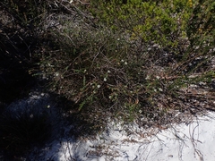 Platysace lanceolata