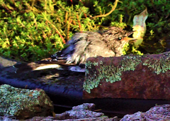 Melanodryas cucullata