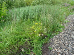 Pastinaca sativa sylvestris