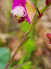 Polygala bracteolata