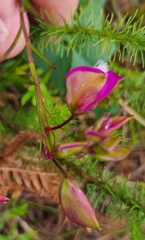 Polygala bracteolata