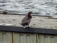 Phalacrocorax sulcirostris