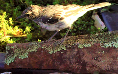 Melanodryas cucullata