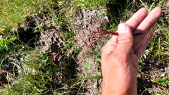 Agrostis gigantea