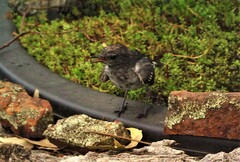 Melanodryas cucullata