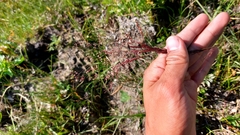 Agrostis gigantea