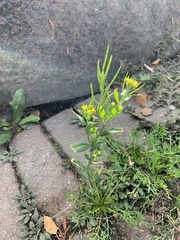 Erysimum cheiranthoides