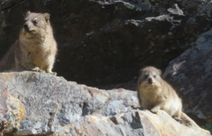 Procavia capensis capensis