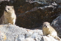 Procavia capensis capensis