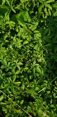 Potentilla reptans