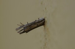 Psychidae