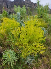 Leucadendron salignum