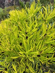 Leucadendron salignum