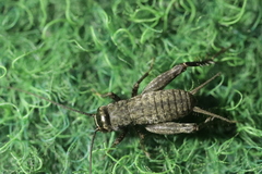 Modicogryllus frontalis