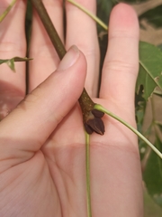 Fraxinus angustifolia