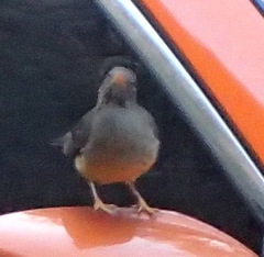 Turdus olivaceus olivaceus
