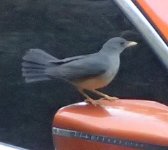 Turdus olivaceus olivaceus