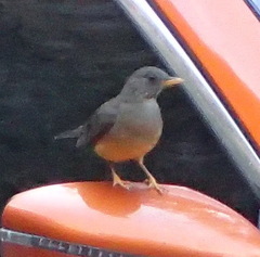 Turdus olivaceus olivaceus