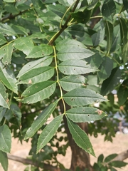 Fraxinus angustifolia