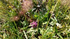 Cirsium acaule