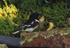 Melanodryas cucullata