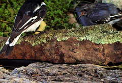 Melanodryas cucullata