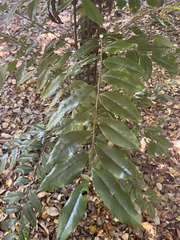 Diospyros laurina
