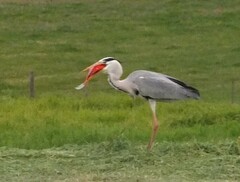 Ardea cinerea cinerea