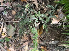 Adiantum hispidulum