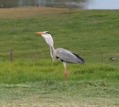 Ardea cinerea cinerea