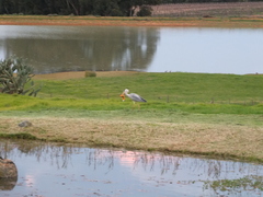 Ardea cinerea cinerea