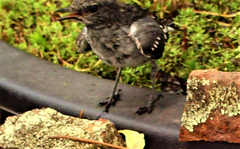 Melanodryas cucullata