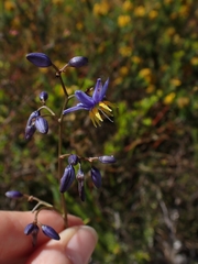 Dianella caerulea