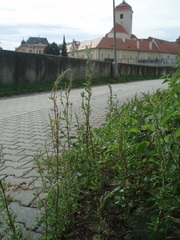 Chenopodium betaceum