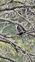 Anhinga novaehollandiae