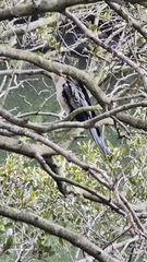 Anhinga novaehollandiae