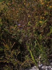 Dianella caerulea