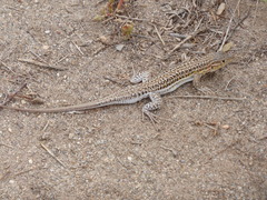 Acanthodactylus erythrurus