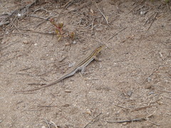 Acanthodactylus erythrurus