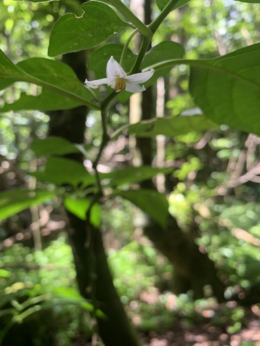 Lycianthes boninensis iNat (3)